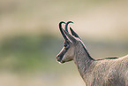 chamois