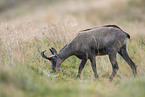 chamois