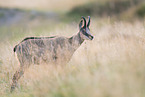 chamois