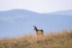 chamois