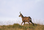 chamois