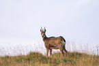 chamois