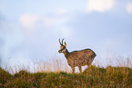chamois