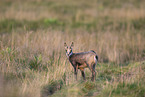 chamois