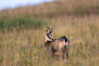 chamois
