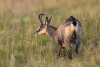 chamois