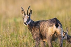 chamois