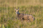 chamois