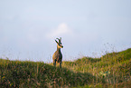 chamois
