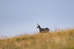 chamois
