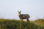 chamois