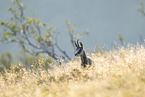 chamois