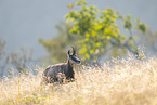 chamois