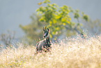chamois