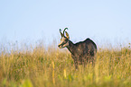 chamois