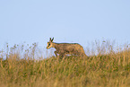 chamois