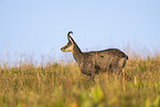 chamois