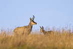 chamois