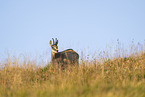 chamois