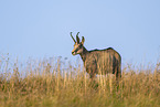 chamois