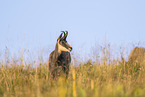 chamois