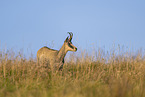 chamois