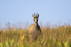 chamois