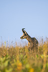 chamois
