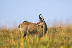 chamois