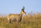 chamois