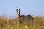 chamois