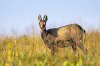 chamois