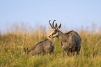 chamois