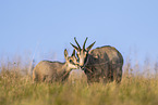 chamois