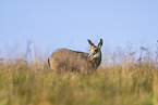chamois