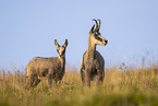 chamois
