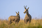 chamois