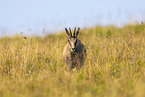 chamois