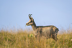chamois
