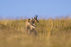 chamois
