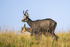 chamois