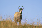 chamois