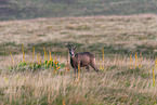 chamois