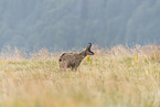 chamois