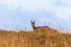 chamois