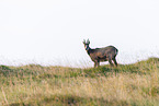 chamois