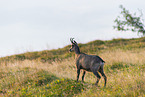 chamois