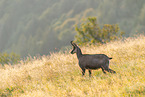 chamois