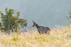 chamois