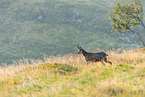 chamois